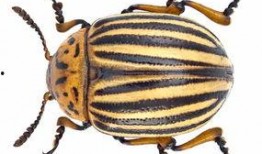 甲虫可以吃瓜吗,揭秘它们对瓜果的喜爱之谜