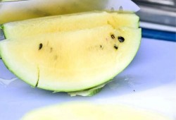 吃瓜五餐,揭秘美食背后的故事与传奇