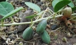 可以吃的野生瓜,探寻大自然的馈赠与美味