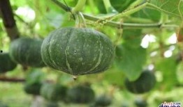 吃千种瓜,尽享人生百味