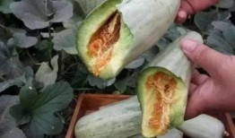 吃瓜就吃羊角蜜,夏日消暑的甜蜜选择，吃瓜就吃羊角蜜