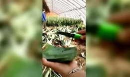 胖子吃八瓜,探寻美食与健康的完美融合