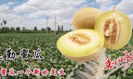 锻炼可以吃蜜瓜吗,健康饮食新选择