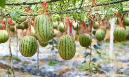 木马湖吃瓜,吃瓜群众纷纷围观