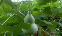 葫芦瓜能天天吃吗,每日食用，健康生活新选择