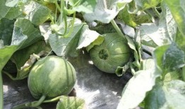 过了吃瓜季节,回味悠长的夏日时光