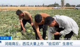 吃瓜地锚图片