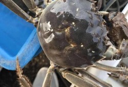 带你吃瓜之螃蟹,揭秘螃蟹背后的那些事