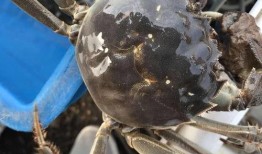 带你吃瓜之螃蟹,揭秘螃蟹背后的那些事