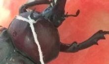 甲虫可以吃瓜吗,揭秘它们对瓜果的喜爱之谜