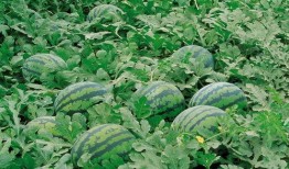 田里田边吃瓜,夏日田园生活画卷