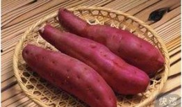 胃癌可以吃籽瓜吗,营养与健康的双重守护