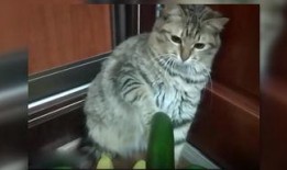 小猫吃瓜怎么画