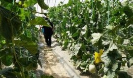 阜南吃瓜视频,揭秘当地特色美食背后的故事