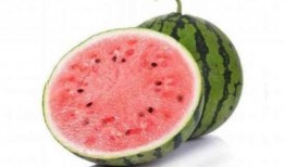 吃麒麟瓜的配音,麒麟瓜配音之旅