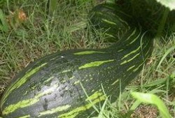 吃方瓜有什么好处,养生益寿的绿色佳肴