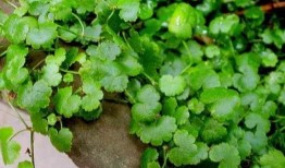 河水西瓜吃瓜,夏日消暑美食之旅