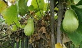 野生烧瓜怎么吃,野生烧瓜的多样食法探索