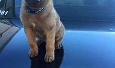 51 吃瓜 张 警犬,51吃瓜背后的忠诚与智慧