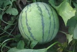 外网吃瓜去哪,网络热点的追踪与解读