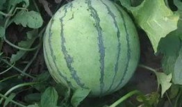 外网吃瓜去哪,网络热点的追踪与解读