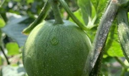 农场经常吃的瓜,农场日常美食之旅