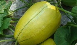 吉林小伙吃瓜,揭秘东北特色美食背后的故事