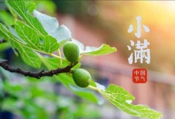 小满吃瓜是什么,探寻传统节气中的美食文化