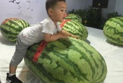 周村吃瓜事件,一场引发全民热议的网络狂欢