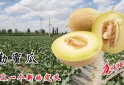 蜜瓜特长就是吃,尽享甜蜜滋味，探索美食新境界