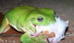 青蛙吃瓜吵架,一场关于美食的趣味争吵