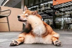 黑柴吃瓜噎着了,小心食物安全