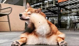 黑柴吃瓜噎着了,小心食物安全