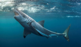 鲨鱼吃瓜整个小鱼视频,惊心动魄的海洋猎杀瞬间