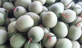 吃瓜不吃瓤,吃瓜不吃瓤，品味生活新境界