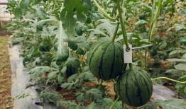 吊瓜什么时候可以摘瓜吃,何时采摘美味佳肴