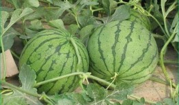 吃瓜吃皂是什么,网络流行语的趣味解读