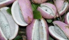 学霸吃八月瓜是什么意思