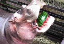 河马张嘴吃瓜,趣味瞬间捕捉生态和谐