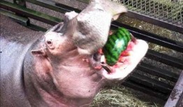 河马张嘴吃瓜,趣味瞬间捕捉生态和谐