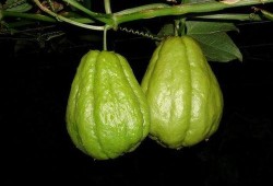 佛收瓜怎么吃,解锁美味新境界