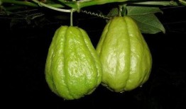 佛收瓜怎么吃,解锁美味新境界