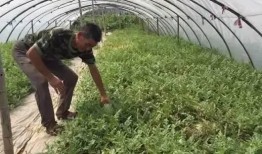 西瓜大棚摘瓜吃,西瓜摘瓜食趣记