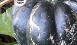 吃方瓜有什么好处,养生益寿的绿色佳肴