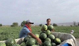 定州吃瓜最新事,揭秘最新热点事件背后的真相