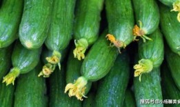 吃瓜有病毒,网络谣言背后的真相与防范