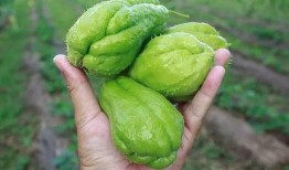 顶呱呱吃酥瓜,一场味蕾与视觉的盛宴