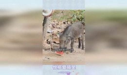 猪特效吃瓜,揭秘猪界“网红”的神奇魅力