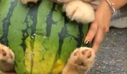 狗随主人吃瓜,宠物与主人共度欢乐时光