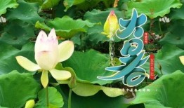 大暑吃三豆三瓜,三豆三瓜，清凉一夏的养生秘籍